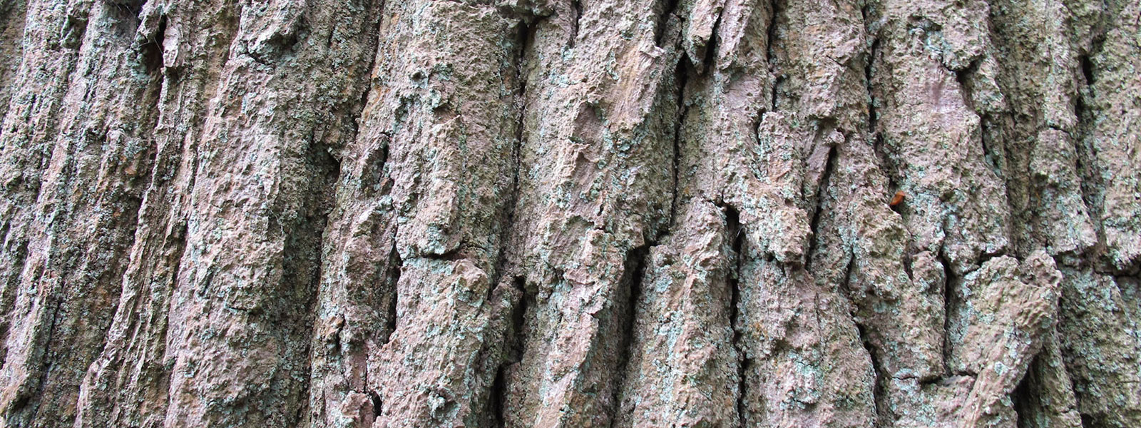 Why Is Oak Good For Garden Furniture? Gaze Burvill