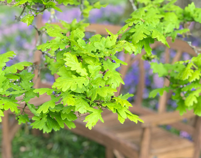 Why is oak good for outdoor furniture? Gaze Burvill